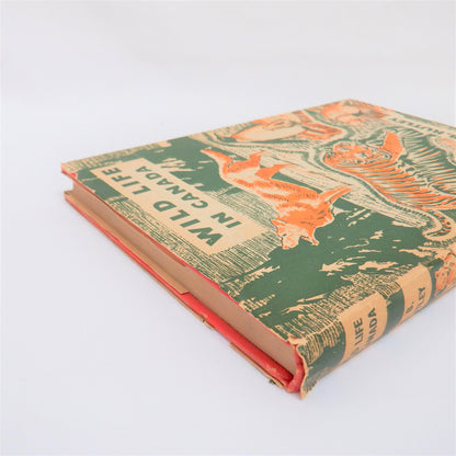 WILD LIFE IN CANADA, A Young Reader Adventure by C.B. Rutley (1950 1st Ed.)